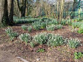 perce-neige floraison dans une hiver jardin photo