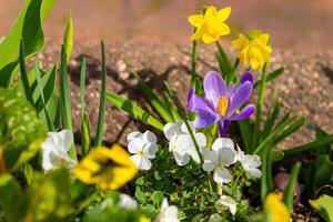 bouquet de fleurs avec une violet crocus dans le milieu photo