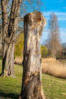 une grand arbre souche dans une ville parc photo