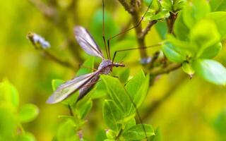 grand grue mouche tipulidae insecte sur le mur dans jardin. photo