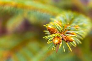 divers à feuilles persistantes pins sapin des arbres et conifères dans Allemagne. photo