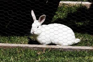 blanc lapin sur vert herbe dans poulet câble cage photo