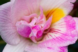 fermer violet et blanc fleur avec certains Jaune photo