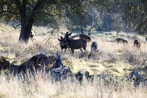 petit troupeau de cerf alimentation en dessous de chêne des arbres photo