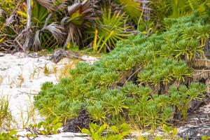 Caraïbes plage la nature paume des arbres plante jungle forêt la nature Mexique. photo