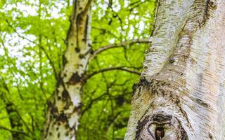 landes forêt bouleau des arbres hêtre des arbres forêt et la nature Allemagne. photo