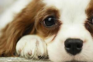 mignonne cavalier Roi Charles épagneul chiot sur lumière Contexte photo