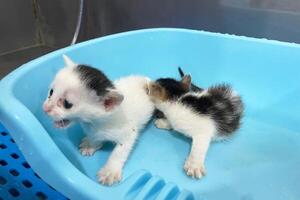 bulle une baignoire une petit gris égarer chat. mignonne petit tigré chaton prise une bain. une duveteux chat photo