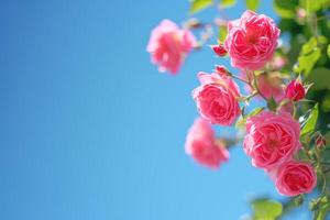 ai généré magnifique printemps frontière, épanouissement Rose buisson sur une bleu Contexte. floraison Rose les hanches contre le bleu ciel. génératif ai photo