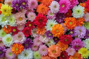 ai généré fleurs mur Contexte avec incroyable rouge, orange, rose, violet, vert et blanc chrysanthème fleurs ,mariage décoration, main fabriqué magnifique fleur mur Contexte photo