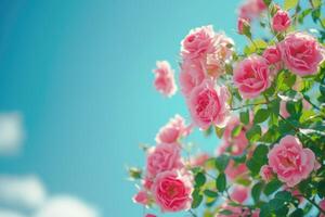 ai généré magnifique printemps frontière, épanouissement Rose buisson sur une bleu Contexte. floraison Rose les hanches contre le bleu ciel. génératif ai photo