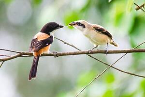 oiseau la photographie, oiseau image, plus magnifique oiseau la photographie, la nature la photographie photo