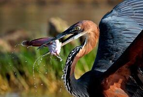 oiseau la photographie, oiseau image, plus magnifique oiseau la photographie, la nature la photographie photo