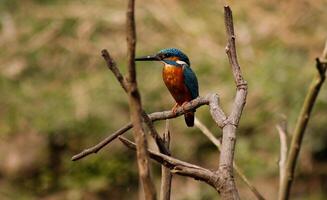 oiseau la photographie, oiseau image, plus magnifique oiseau la photographie, la nature la photographie photo