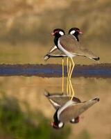 oiseau la photographie, oiseau image, plus magnifique oiseau la photographie, la nature la photographie photo