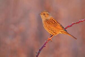 oiseau la photographie, oiseau image, plus magnifique oiseau la photographie, la nature la photographie photo