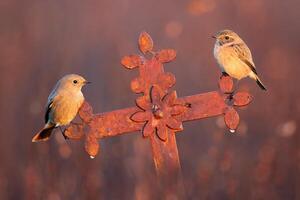 oiseau la photographie, oiseau image, plus magnifique oiseau la photographie, la nature la photographie photo