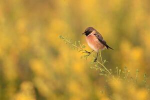 oiseau la photographie, oiseau image, plus magnifique oiseau la photographie, la nature la photographie photo