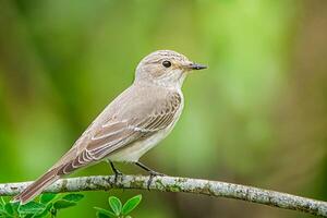 oiseau la photographie, oiseau image, plus magnifique oiseau la photographie, la nature la photographie photo