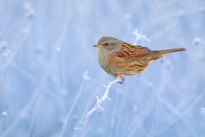 oiseau la photographie, oiseau image, plus magnifique oiseau la photographie, la nature la photographie photo