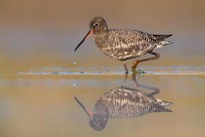 oiseau la photographie, oiseau image, plus magnifique oiseau la photographie, la nature la photographie photo