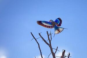 oiseau la photographie, oiseau image, plus magnifique oiseau la photographie, la nature la photographie photo