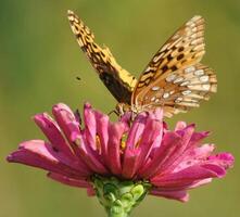 monarque, magnifique papillon la photographie, magnifique papillon sur fleur, macro la photographie, beau la nature photo