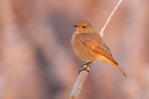 oiseau la photographie, oiseau image, plus magnifique oiseau la photographie, la nature la photographie photo