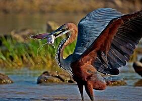 oiseau la photographie, oiseau image, plus magnifique oiseau la photographie, la nature la photographie photo