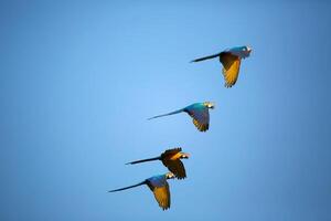 oiseau la photographie, oiseau image, plus magnifique oiseau la photographie, la nature la photographie photo