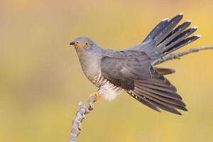 oiseau la photographie, oiseau image, plus magnifique oiseau la photographie, la nature la photographie photo