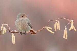 oiseau la photographie, oiseau image, plus magnifique oiseau la photographie, la nature la photographie photo