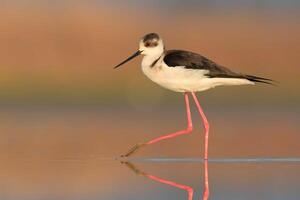 oiseau la photographie, oiseau image, plus magnifique oiseau la photographie, la nature la photographie photo