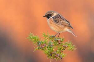 oiseau la photographie, oiseau image, plus magnifique oiseau la photographie, la nature la photographie photo