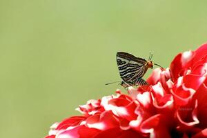 monarque, magnifique papillon la photographie, magnifique papillon sur fleur, macro la photographie, beau la nature photo