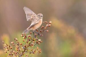 oiseau la photographie, oiseau image, plus magnifique oiseau la photographie, la nature la photographie photo