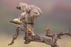 oiseau la photographie, oiseau image, plus magnifique oiseau la photographie, la nature la photographie photo