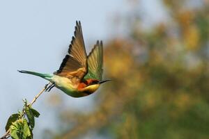 oiseau la photographie, oiseau image, plus magnifique oiseau la photographie, la nature la photographie photo