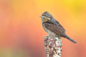 oiseau la photographie, oiseau image, plus magnifique oiseau la photographie, la nature la photographie photo