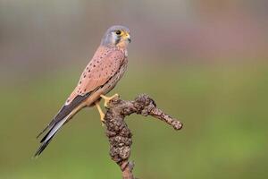 oiseau la photographie, oiseau image, plus magnifique oiseau la photographie, la nature la photographie photo