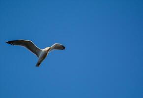 oiseau la photographie, oiseau image, plus magnifique oiseau la photographie, la nature la photographie photo