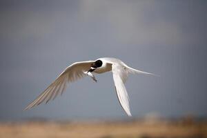 oiseau la photographie, oiseau image, plus magnifique oiseau la photographie, la nature la photographie photo