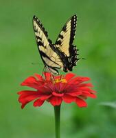 monarque, magnifique papillon la photographie, magnifique papillon sur fleur, macro la photographie, beau la nature photo