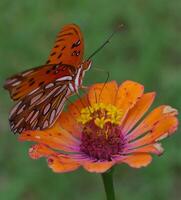 monarque, magnifique papillon la photographie, magnifique papillon sur fleur, macro la photographie, beau la nature photo