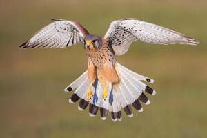 oiseau la photographie, oiseau image, plus magnifique oiseau la photographie, la nature la photographie photo