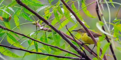 oiseau la photographie, oiseau image, plus magnifique oiseau la photographie, la nature la photographie photo