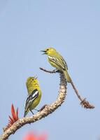 oiseau la photographie, oiseau image, plus magnifique oiseau la photographie, la nature la photographie photo