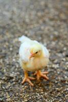 proche en haut minuscule mignonne poussin en marchant sur le prairie. petit duveteux poussins agriculture BIO. photo