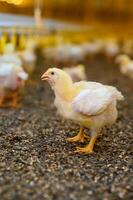 peu Jaune poulet dans le cour de ferme. poussin avec le premier réel plumes. poussin sur le sol dans bokeh effet. photo