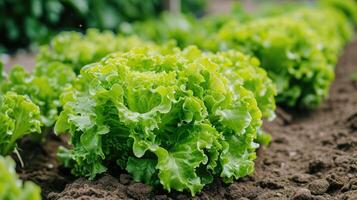 ai généré Frais biologique salade prospère dans une légume jardin, grandi sur le sol pour une en bonne santé et savoureux récolte. ai généré photo